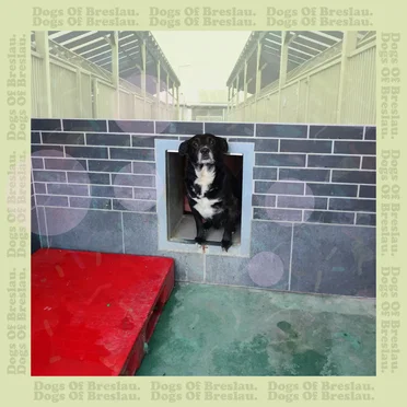 Dogs of Breslau