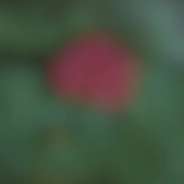 Silent Bloom