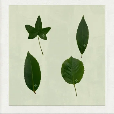 photo synthesis