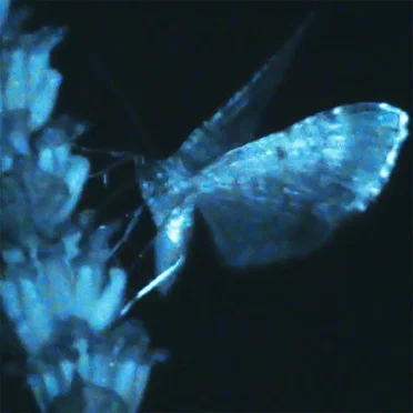 Triple Shooting Star