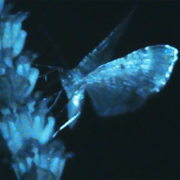 Triple Shooting Star