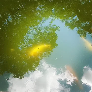 Koi