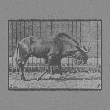 Gnu Walking