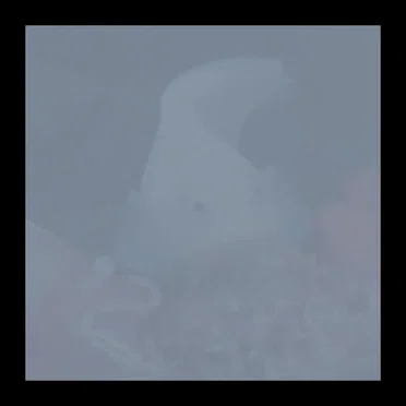 Ethereal Snailfish