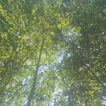 summer day in a forest