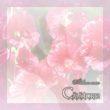 Althaea rosea