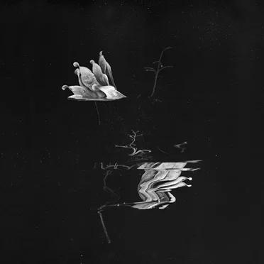 The Subtleties of Elevated Things by Safa - album cover