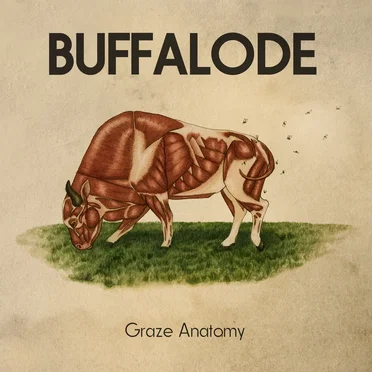 Graze Anatomy by Buffalode - album cover