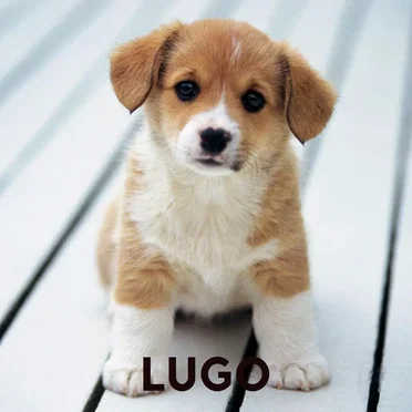 Dog Days by Lugo - album cover