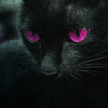 CATFIGHT by Strawberry Girls - album cover
