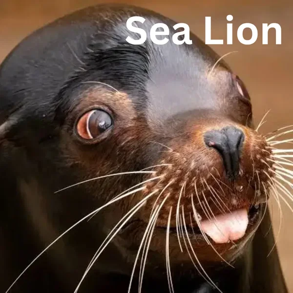 Sea Lion