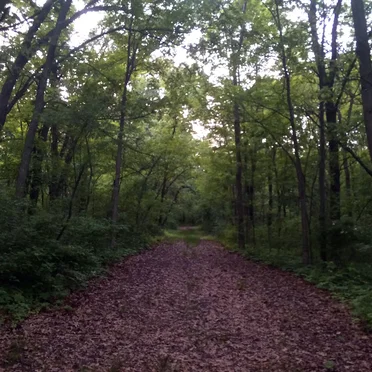 Field Recordings from Mississippi Palisades State Park (Savanna, IL)