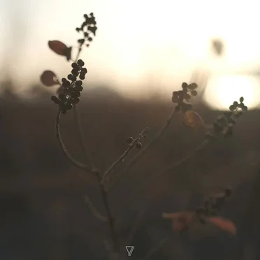 In the Stream by Lycoriscoris - album cover
