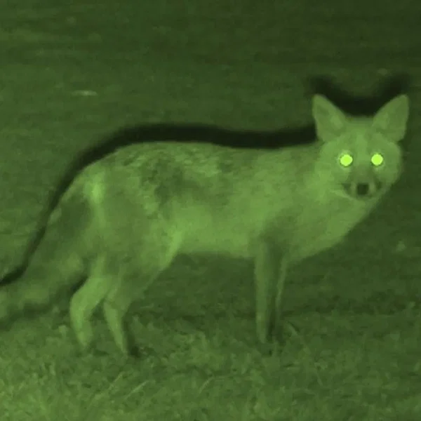 fox.