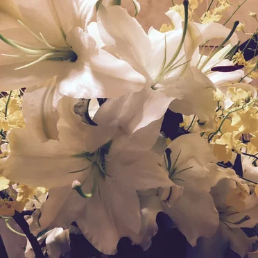 Magnolia EP by House of Tapes - album cover