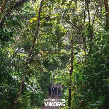 Vikorg