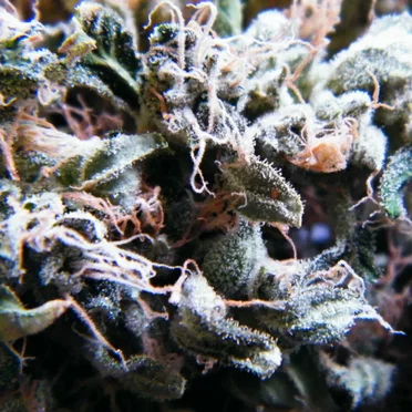 Legalize It by Dope Smoker - album cover