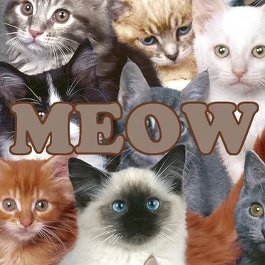 MEOW by Cats Millionaire - album cover