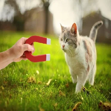 Cat Magnet by Cat Magnet - album cover