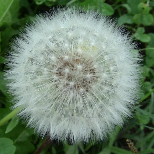 Puffball
