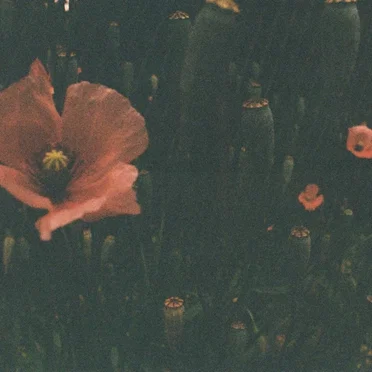 Contentment by Copperplate - album cover