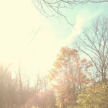 Pictures of Trees