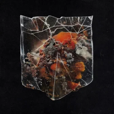 Death & Connection by Shields - album cover
