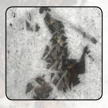 Moonlit Missive #87: Beyond the Streamlets