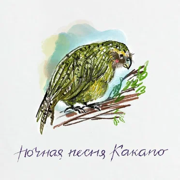 Ночная песня Какапо