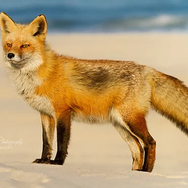 One Foxy Summer
