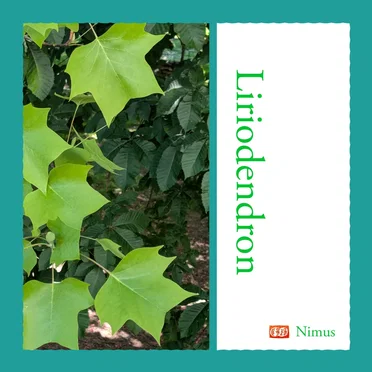 Liriodendron by Nimus - album cover
