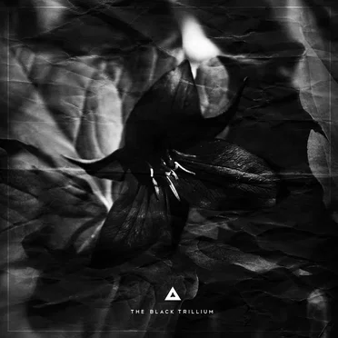 The Black Trillium