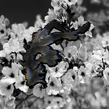 Blossom of Darkness