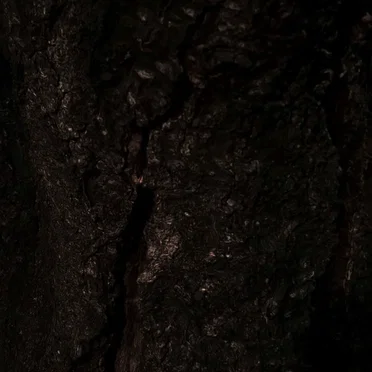 Hiding Behind the Snag
