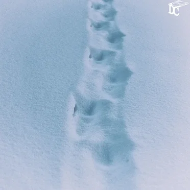 Snowy Walk