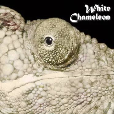 White Chameleon by White Chameleon - album cover