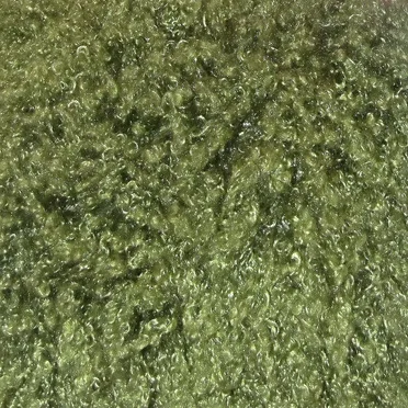 music for crowd noise 2025