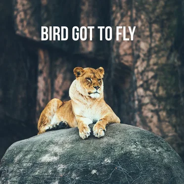 Bird Got to Fly by Velzerat - album cover