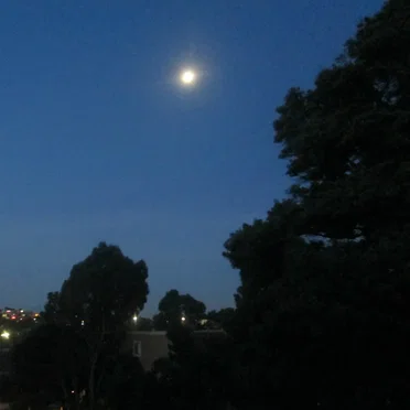 Morning Fanfare: Birds at Sunrise