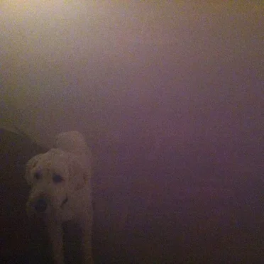 Dog in the Fog