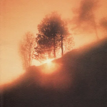 The Light in the Trees