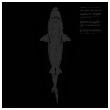 No Title by … - album cover