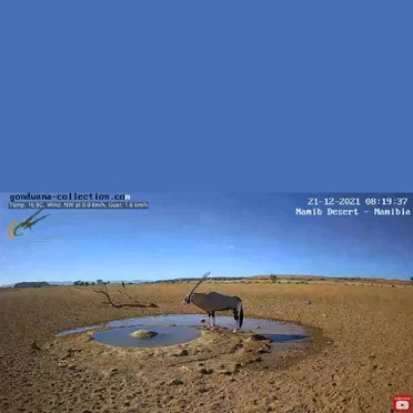 Namibia: Live stream in the Namib Desert