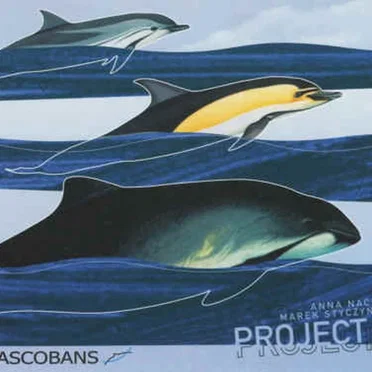 Projekt C