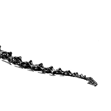 Diplodocus by Brontosaurus - album cover