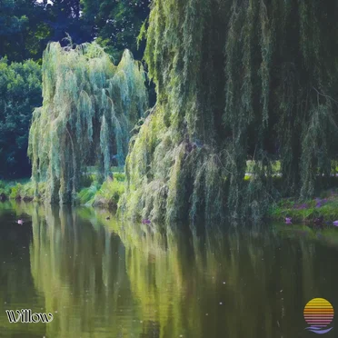 Willow