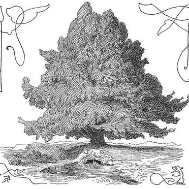 A Tree Song by Weather Veins - album cover