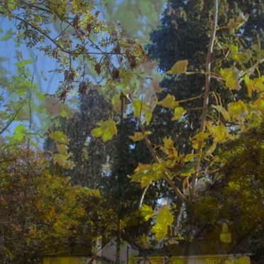 late autumn meditations