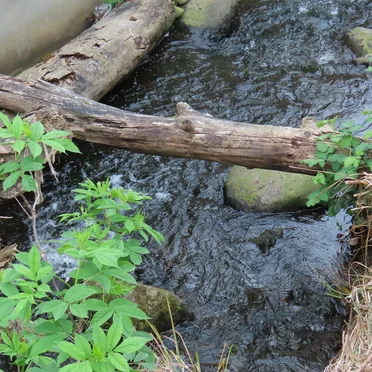 Horse Creek (Bothell, WA)