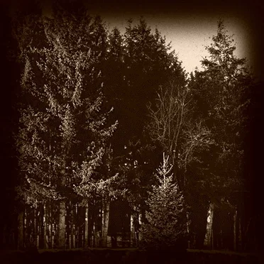 Mystic Forest (Part 1)